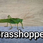 The word grasshopper written on the background of an image with a grasshopper