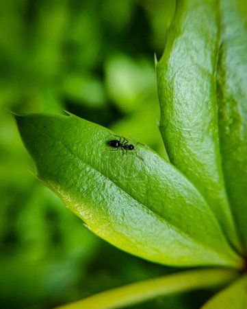 Black ant close up on a green leaf