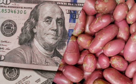 Téléchargez les photos : Business concept of trading agricultural products, dollars and new harvest potatoes  close-up - en image libre de droit