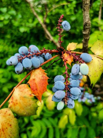 Reife Mahonia-Früchte vor dem Hintergrund der Natur