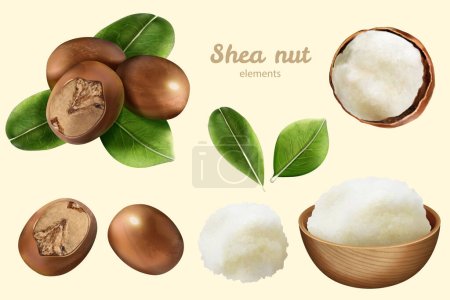 Foto de 3D illustrated shea nut element set isolated on ivory background. Including nuts with and without leaves, open one with butter, and butter in wooden bowl. - Imagen libre de derechos