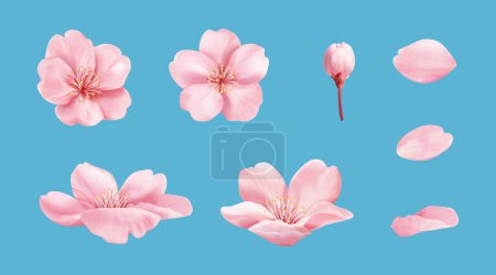 Foto de Pink cherry blossom element set isolated on light blue background. Including flower blossoms, petals, and bud. - Imagen libre de derechos
