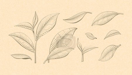 Foto de Estilo grabado hoja de té planta elemento conjunto sobre fondo beige con textura. - Imagen libre de derechos