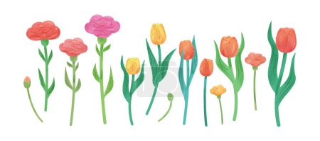 Foto de Acuarela flor elemento conjunto aislado sobre fondo blanco. Incluyendo claveles, tulipanes con tallos y capullos de flores. - Imagen libre de derechos