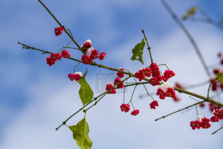 Die Früchte des europäischen Spindelbaums. Hochwertiges Foto