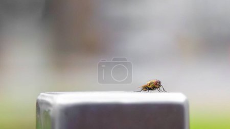 Téléchargez les photos : Une mouche sur un poteau métallique d'une sorte de clôture. Photo de haute qualité - en image libre de droit