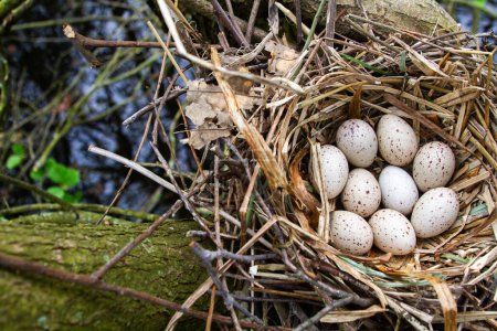Nest of the Moorhen. High quality photo