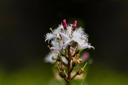 Frijol de pantano con flores Menyanthes Trifoliata. Foto de alta calidad
