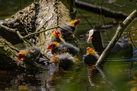 Black Coot chicks asking for food from their mother. High quality photo