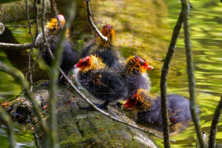 Black Coot chicks asking for food from their mother. High quality photo