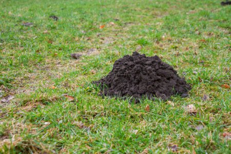 A mole hole in a green meadow. High quality photo