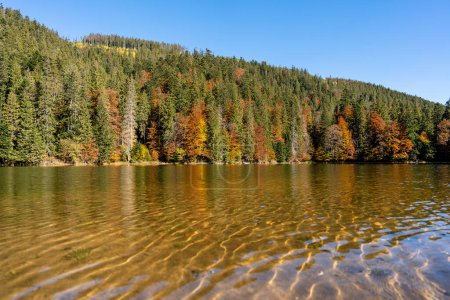 Foto de Hermoso paisaje de otoño tranquilo lago Synevyr con árboles marrones rojos amarillos, pinos con conos en un día soleado, el oeste de Ucrania. Escena de paisaje brillante y vibrante. Fondo de naturaleza - Imagen libre de derechos