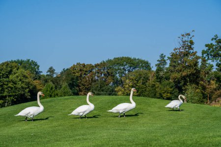 Foto de Cuatro cisnes blancos caminan sobre la hierba verde en el césped en un día soleado, primer plano, Ucrania - Imagen libre de derechos