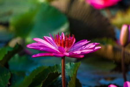 Téléchargez les photos : Fleurs de nénuphar rose. Fleur de lotus dans l'île de Bali, Indonésie. Gros plan - en image libre de droit