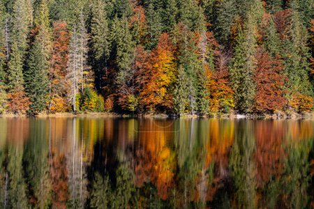 Téléchargez les photos : Beau paysage calme Synevyr lac d'automne avec des arbres brun-jaune rouge, pins avec des cônes par une journée ensoleillée. Ukraine occidentale - en image libre de droit