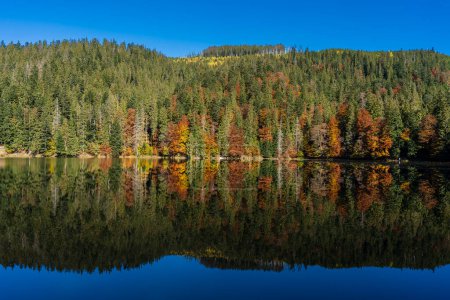 Foto de Hermoso paisaje de otoño tranquilo lago Synevyr con árboles marrones rojos amarillos, pinos con conos en un día soleado. Ucrania Occidental - Imagen libre de derechos