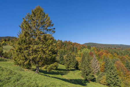Téléchargez les photos : Belle épinette verte à côté de la forêt d'automne dans les montagnes des Carpates par une journée d'automne ensoleillée sur la crête du col Synevyr et fond bleu ciel. Ukraine occidentale - en image libre de droit