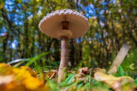 Téléchargez les photos : Macrolepiota procera ou champignon Lepiota procera poussant dans la forêt d'automne, gros plan. Beauté avec longue jambe mince avec anneau coulissant et grand chapeau écailleux - en image libre de droit