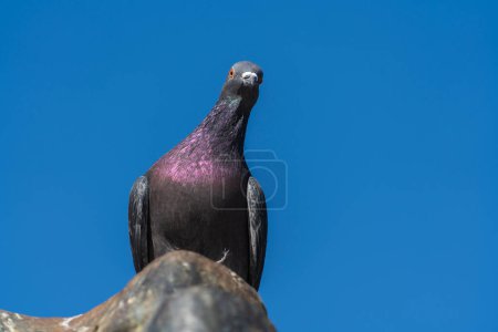 Téléchargez les photos : Un pigeon assis sur le toit avec un ciel bleu en arrière-plan, gros plan - en image libre de droit