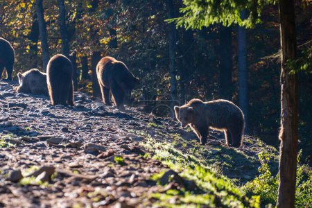 Téléchargez les photos : Groupe d'ours bruns dans les montagnes des Carpates à l'aube un jour d'automne. Ukraine occidentale - en image libre de droit