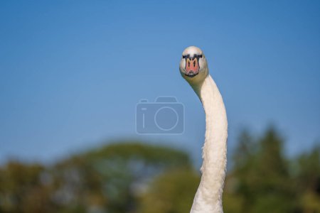 Photo for One white swan along with a long neck with a surprised look on a sunny day, close-up, Ukraine - Royalty Free Image