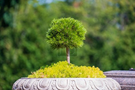 Photo for Japanese small green conifer tree in a flowerpot in garden, close up. Mini bonsai tree in the flowerpot on a natural background - Royalty Free Image