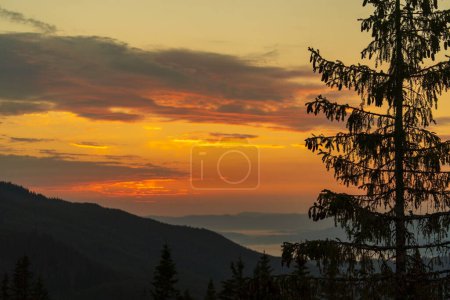 Photo for Green fir trees, morning sun and Carpathian mountains at sunrise in the summer. Ukraine, Europe. Nature and environment concept - Royalty Free Image