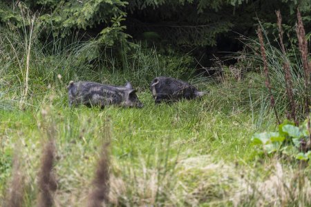 Foto de Group of wild black boars with children in the mountain forest in the Carpathians in summer, Ukraine, Europe. Concept of nature and environment - Imagen libre de derechos
