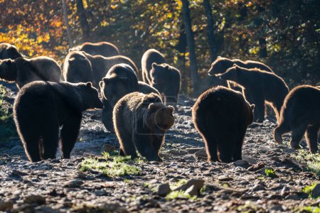 Foto de Grupo de osos pardos en las montañas de los Cárpatos durante el amanecer en un día de otoño. Ucrania Occidental - Imagen libre de derechos