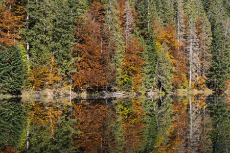 Foto de Hermosos árboles coloridos que se reflejan en la superficie del agua tranquila en un día soleado de otoño. Escena de paisaje brillante y vibrante. Fondo de naturaleza - Imagen libre de derechos
