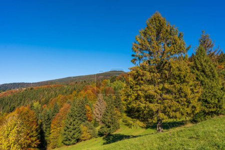Téléchargez les photos : Belle épinette verte à côté de la forêt d'automne dans les montagnes des Carpates par une journée d'automne ensoleillée sur la crête du col Synevyr et fond bleu ciel. Ukraine occidentale - en image libre de droit