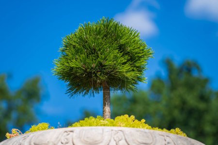 Téléchargez les photos : Petit conifère vert japonais dans un pot de fleurs dans le jardin, gros plan. Mini bonsaï dans le pot de fleurs sur un fond naturel - en image libre de droit