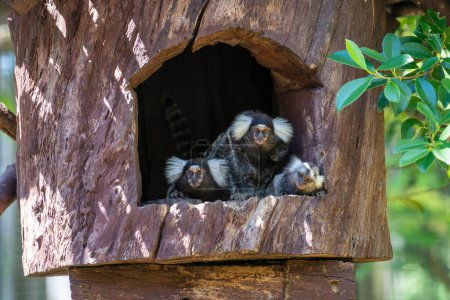 Foto de Close-up portrait family of monkey Common Marmoset or Callithrix jacchus - Imagen libre de derechos