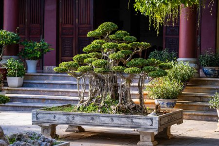 Téléchargez les photos : Green bonsai trees growing at courtyard of the Buddhist Pagoda in Vietnam. Japanese small green tree in a stone flowerpot in buddhist garden. Mini bonsai tree, close up - en image libre de droit