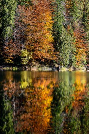 Photo for Beautiful colourful trees reflecting in calm water surface on a sunny autumn day. Bright and vibrant landscape scene. Nature background - Royalty Free Image