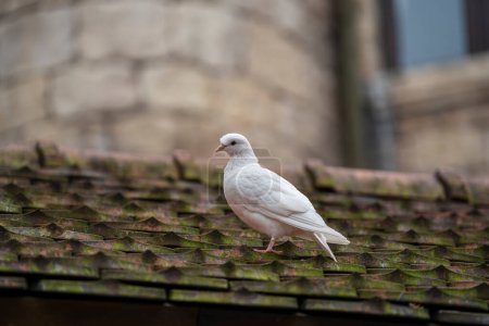 Photo for White dove sitting on a old roof tiles in a mountain village near the city of Danang, Vietnam. Close up - Royalty Free Image