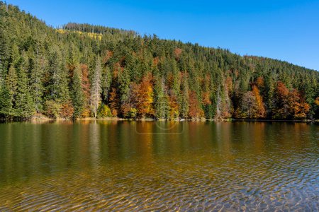 Foto de Hermoso paisaje de otoño tranquilo lago Synevyr con árboles marrones rojos amarillos, pinos con conos en un día soleado, el oeste de Ucrania. Escena de paisaje brillante y vibrante. Fondo de naturaleza - Imagen libre de derechos