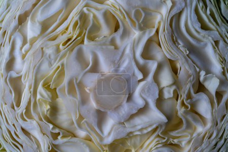 Photo for Background of the white cabbage in the cut, macro photography. Close up, top view. Texture raw half cabbage - Royalty Free Image