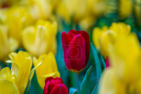 Foto de Hermoso fondo colorido tulipanes rojos y amarillos. Campo de flores de primavera. Tulipanes en Danang, Vietnam, primer plano - Imagen libre de derechos