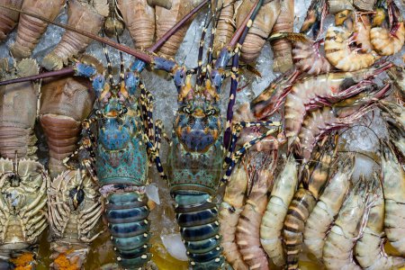 Téléchargez les photos : Homard frais, crevettes et crevettes à vendre au marché street food de Kota Kinabalu, île de Bornéo, Malaisie, fruits de mer en gros plan - en image libre de droit