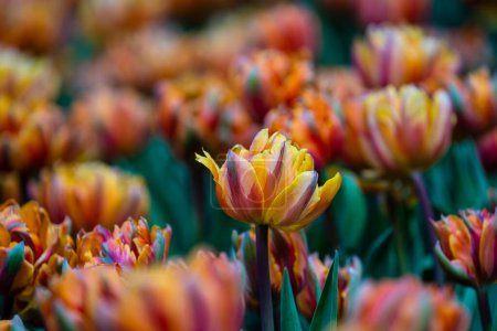 Foto de Beautiful colorful tulips background. Field of spring flowers. Flower bed tulips in Danang, Vietnam, close up - Imagen libre de derechos