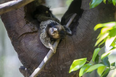 Téléchargez les photos : Close-up portrait family of monkey Common Marmoset or Callithrix jacchus - en image libre de droit