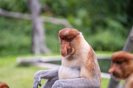 Foto de Familia de monos probóscis silvestres o larvas de Nasalis o monos holandeses, en la selva tropical de la isla de Borneo, Malasia, de cerca. Mono increíble con una enorme nariz colgante - Imagen libre de derechos