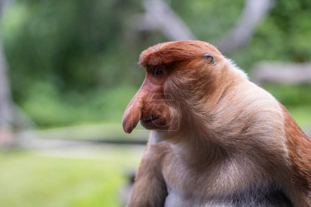 Foto de Familia de monos probóscis silvestres o larvas de Nasalis o monos holandeses, en la selva tropical de la isla de Borneo, Malasia, de cerca. Mono increíble con una enorme nariz colgante - Imagen libre de derechos