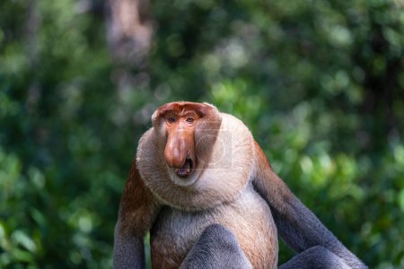 Foto de Macho agresivo de mono salvaje de Proboscis o larvatus de Nasalis o mono holandés, en la selva tropical de la isla de Borneo, Malasia, de cerca. Mono increíble con una enorme nariz colgante - Imagen libre de derechos