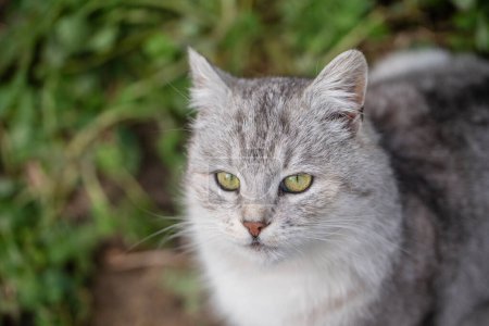 Foto de Hermoso retrato de gato hetero escocés en el jardín de primavera, de cerca. Gato escocés de orejas rectas rayas grises - Imagen libre de derechos