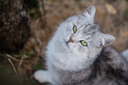 Photo for Beautiful portrait of scottish straight cat in the spring garden, close up. Grey striped scottish straight-eared cat - Royalty Free Image