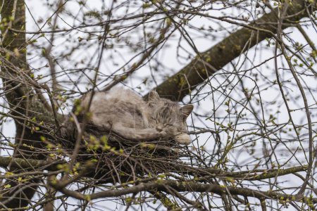Foto de Gato gris de la calle descansando en un nido de pájaro en un árbol en primavera, de cerca - Imagen libre de derechos