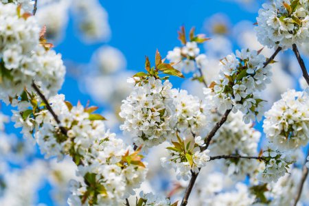 Téléchargez les photos : Un brin de fleurs blanches fleurit sur un cerisier dans le jardin contre un ciel bleu, gros plan - en image libre de droit