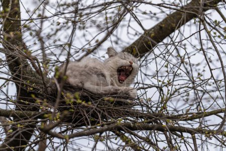 Foto de Gato gris de la calle bosteza y descansa en un nido de aves en un árbol en primavera, de cerca - Imagen libre de derechos